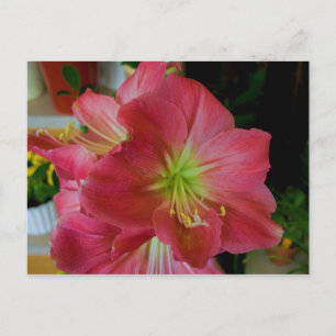 Cartão Postal amarilho rosa