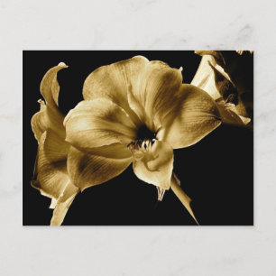 CARTÃO POSTAL AMARILIS NA SEPIA COM ANTECEDENTES PRETOS