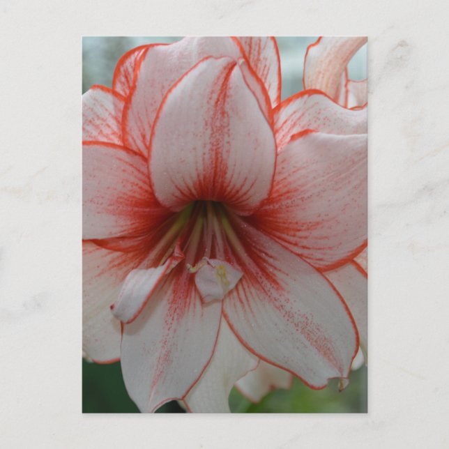 Cartão Postal Amarylis bonito (Frente)