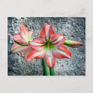 Cartão Postal Amaryllis