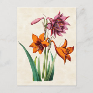 Cartão Postal Amaryllis Botânica Vintage