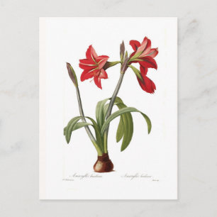 Cartão Postal Amaryllis brasiliensis