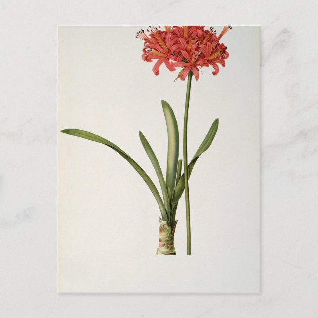 Cartão Postal Amaryllis Curvifolia, 1809, de Les (Frente)