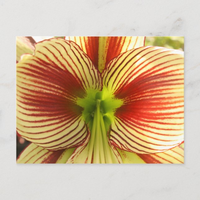 Cartão Postal Amaryllis da borboleta (Frente)