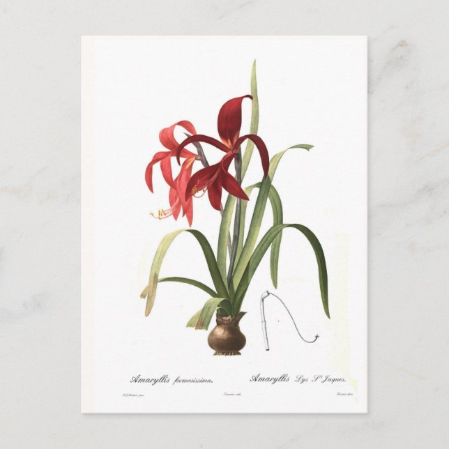 Cartão Postal Amaryllis formosissima (Frente)