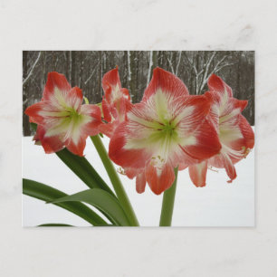 Cartão Postal Amaryllis no Feriado Vermelho de Neve Floral de in