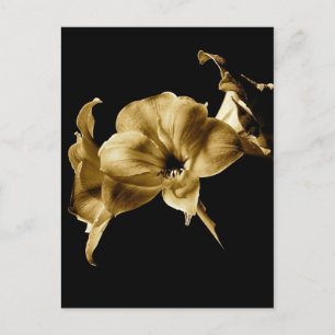 CARTÃO POSTAL AMARYLLIS NO SEPIA COM FUNDO PRETO