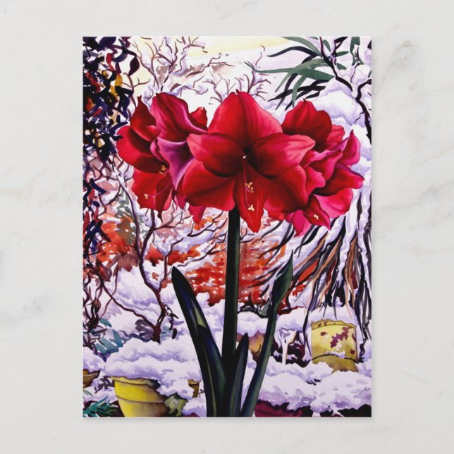 Cartão Postal Amaryllis pela janela da neve (Frente)