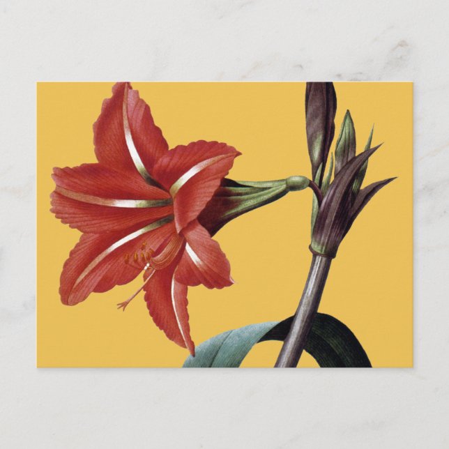 Cartão Postal Amaryllis Striped (Frente)