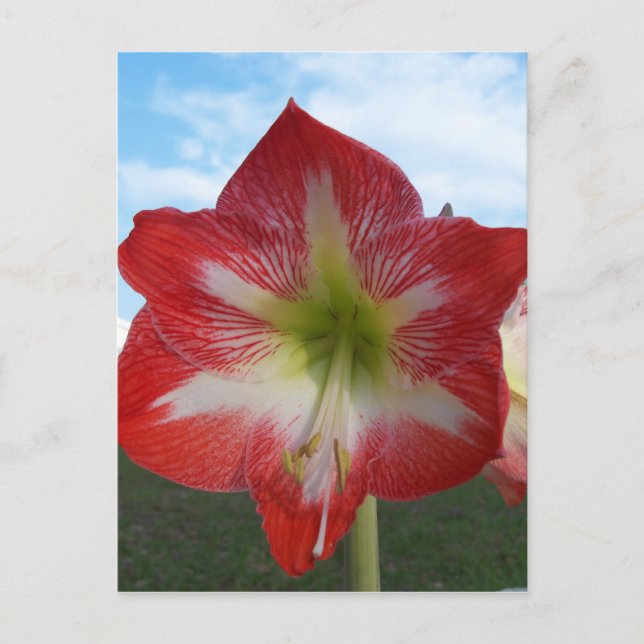 Cartão Postal Amaryllis vermelho e branco MegaStar (Frente)