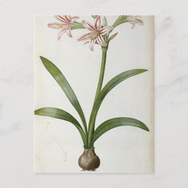 Cartão Postal Amaryllis Vittata (Frente)