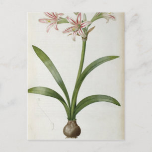 Cartão Postal Amaryllis Vittata