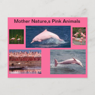Cartão Postal amazing pink display of dolphins and flamingos