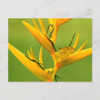 Cartão Postal Amazon Humane Society: Amazon Nature Series