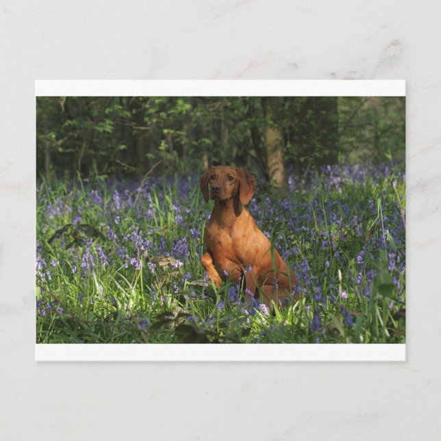 Cartão Postal Âmbar (Frente)