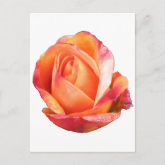Cartão Postal Amber Sunblaze Miniature Rosa