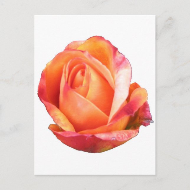 Cartão Postal Amber Sunblaze Miniature Rosa (Frente)