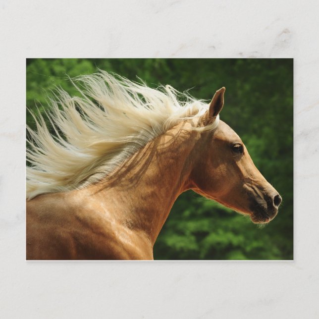 Cartão Postal Ambientes do ouro (Frente)