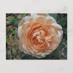 Cartão Postal Ambridge Rosa in Cheio Bloom