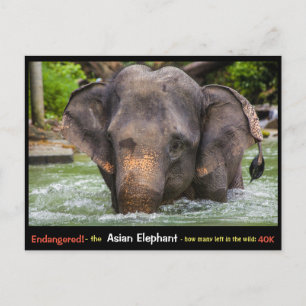 Cartão Postal Ameaçado: Tudo sobre o Elefante Asiático -