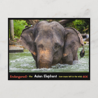 Cartão Postal Ameaçado: Tudo sobre o Elefante Asiático -