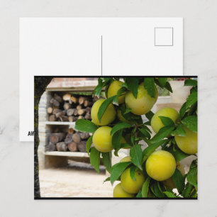 Cartão Postal Ameixas Amarelas Madeira Rústica