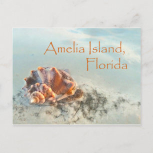 Cartão Postal Amelia Island, FL Seashell Postcard