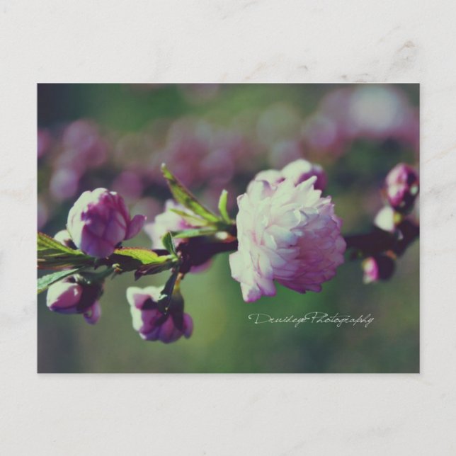 Cartão Postal Amêndoa Flor (Frente)