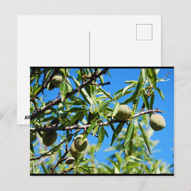 Cartão Postal Amêndoas no Céu Azul (Frente/Verso)
