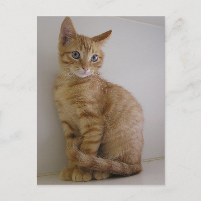 Cartão Postal Amendoim (Frente)