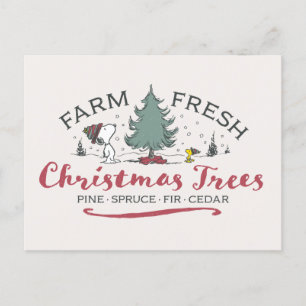 Cartão Postal Amendoins Árvores de Natal frescas Fazendas