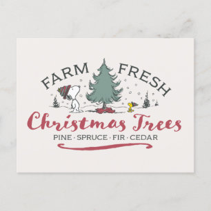 Cartão Postal Amendoins Árvores de Natal frescas Fazendas
