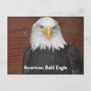 Cartão Postal América Bald Eagle Dubuque Iowa Keepsaame