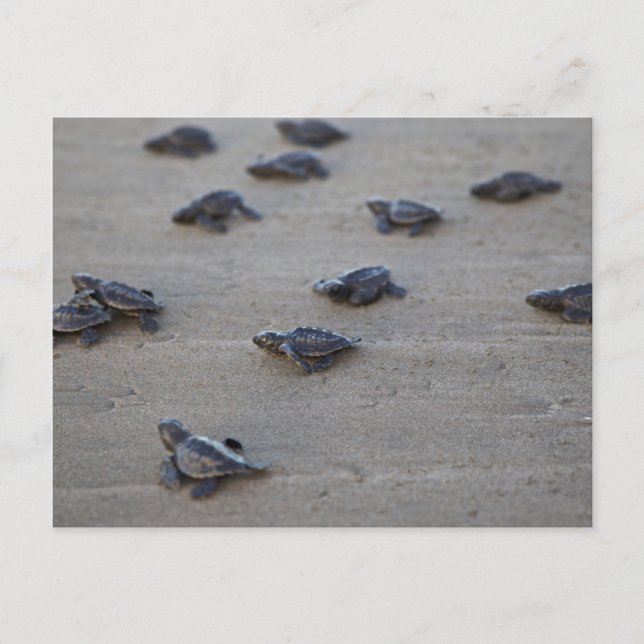 Cartão Postal América Central, El Salvador, Oceano Pacífico (Frente)