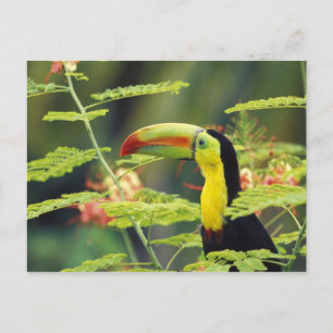 Cartão Postal América Central, Honduras. Tucano-bico-de-chanfrad