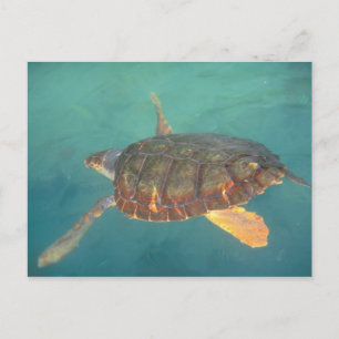 Cartão Postal América Central, Panamá, Bocas Del Torro