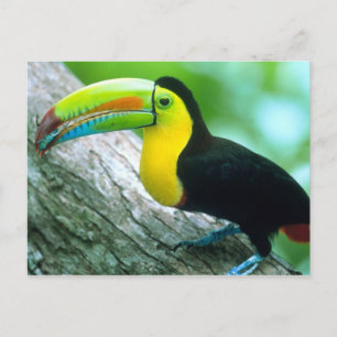 Cartão Postal AMÉRICA CENTRAL, Panamá, Borro Colorado Island 2