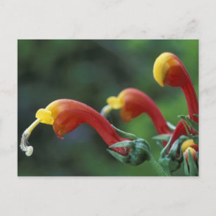 Cartão Postal América Central, Panamá, Província de Chiriqui,