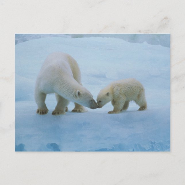 Cartão Postal América do Norte, Ártico Canadiano. Urso polar (Frente)