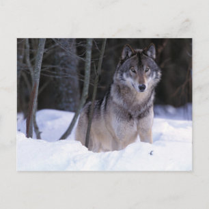 Cartão Postal América do Norte, Canadá, Canadá Oriental, lobo