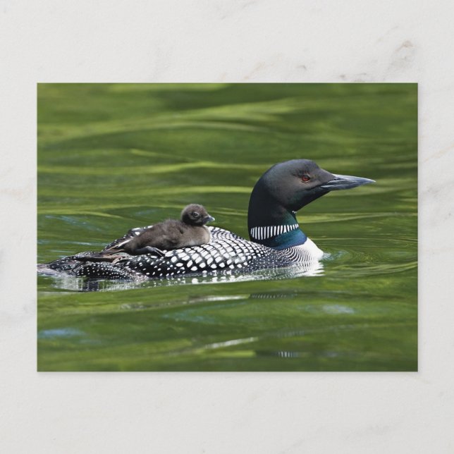 Cartão Postal América do Norte, Canadá, Colúmbia Britânica, Lac  (Frente)