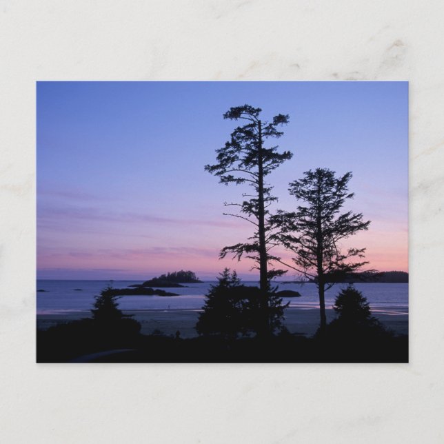 Cartão Postal América do Norte, Canadá, ilha de Vancouver, árvor (Frente)