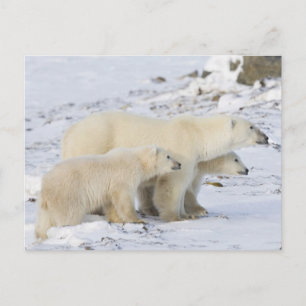 Cartão Postal América do Norte, Canadá, Manitoba, Churchill