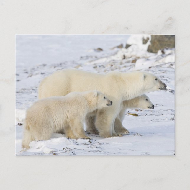 Cartão Postal América do Norte, Canadá, Manitoba, Churchill (Frente)