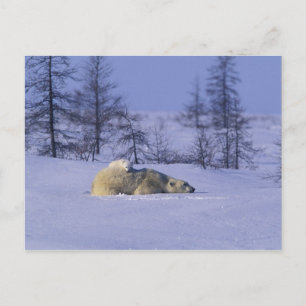 Cartão Postal América do Norte, Canadá, Manitoba, Churchill. 8