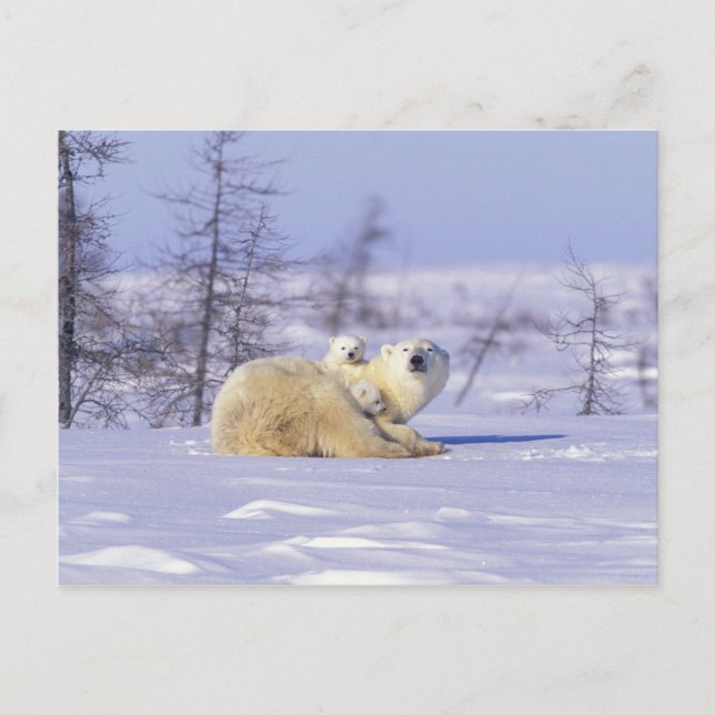 Cartão Postal América do Norte, Canadá, Manitoba, Churchill. 9 (Frente)