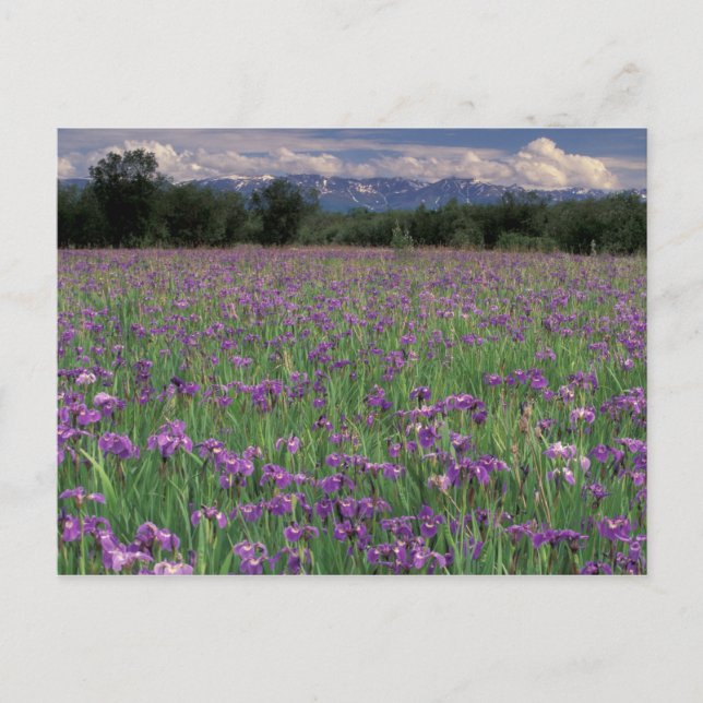 Cartão Postal América do Norte, EUA, Alasca, Anchorage, Eklutna (Frente)