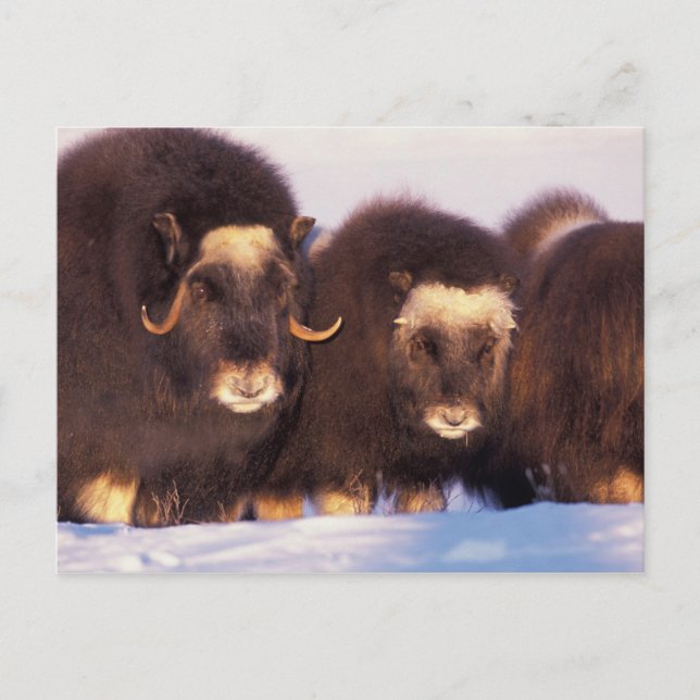 Cartão Postal América do Norte, EUA, Alasca, Círculo Ártico (Frente)