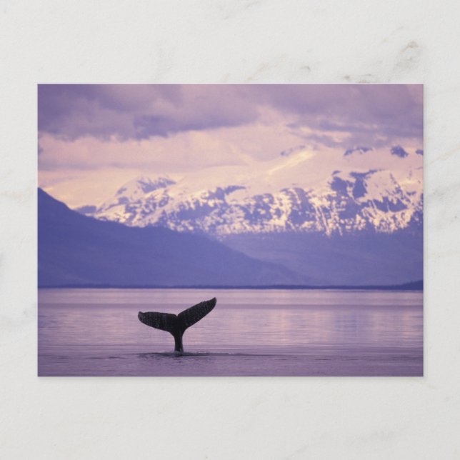 Cartão Postal América do Norte, EUA, Alasca, Dentro Passage. (Frente)