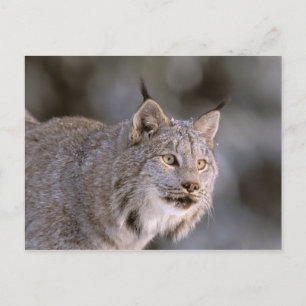 Cartão Postal América do Norte, EUA, Alasca, Haines. Lynx (Felis